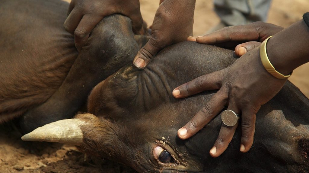 Los fulani tienen una relación muy profunda con los animales