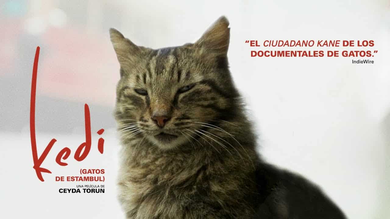 Imagen promocional de Kedi
